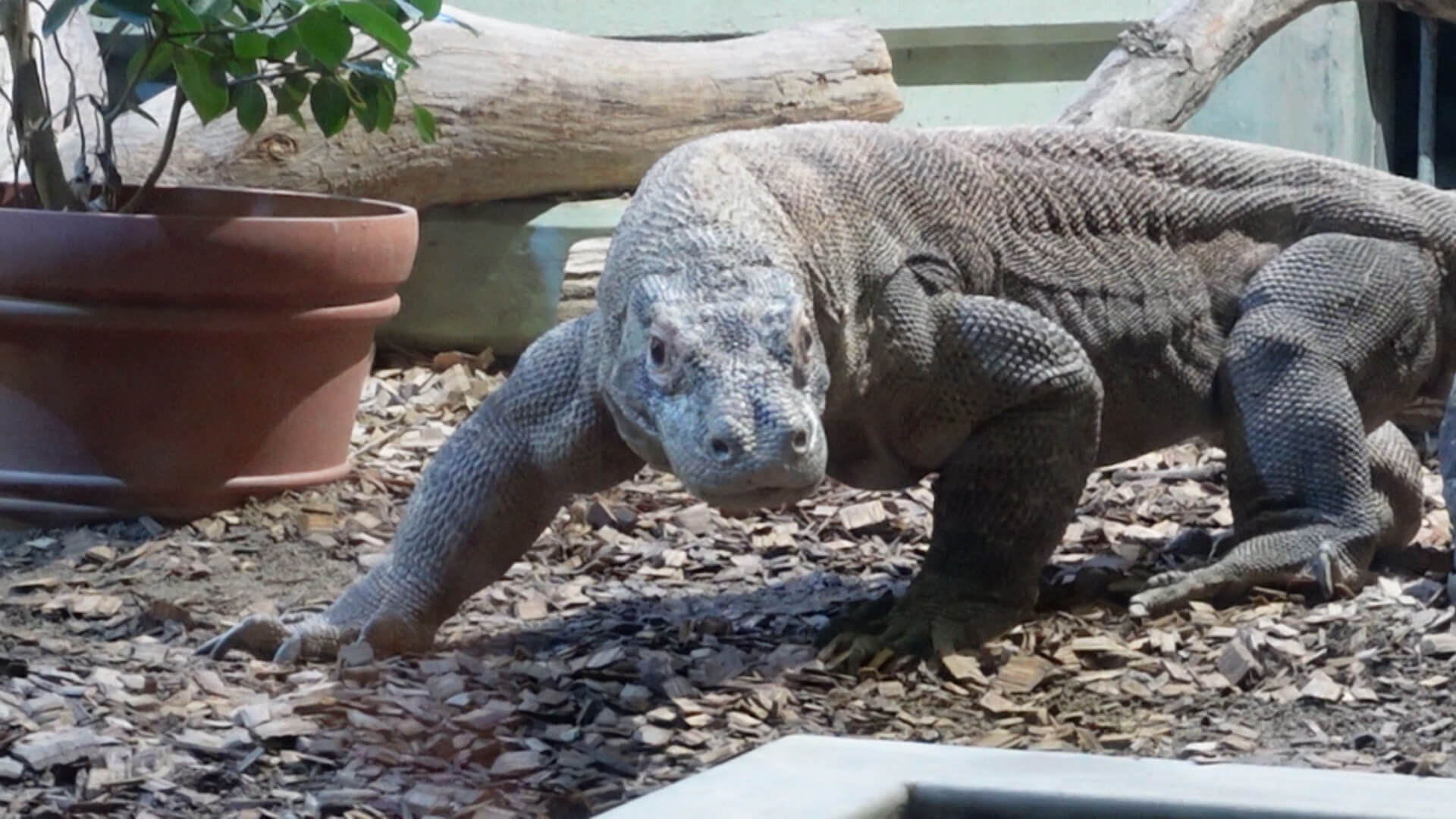 冬にしか見られない姿が盛りだくさん!東山動植物園の今見るべき動物を全部見せ!大人気のコモドオオトカゲは名前を呼ぶと寄ってくる!?