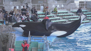 日本でオスのシャチが見られるのは名古屋港水族館だけ！今しか見られない赤ちゃんの姿にキュン♡名古屋港水族館の「GWにオススメ！人気の生きものランキング」を発表！